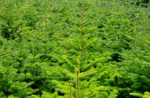 Drucken Sie doch wo Sie wollen - auch im Wald